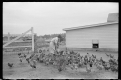 3082_Feeding the chickens, Wabash Farms, Indiana