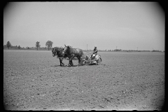 3089_Planting tomatoes