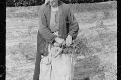 3161_Woman picking carrots, Camden County, New Jersey