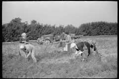 3162_Women picking carrots, Camden County, New Jersey