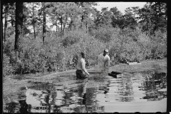 3166_Gathering cranberries that are floating on the surface of a flooded bog, Burlington County, New Jersey