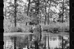 3167_Gathering cranberries that are floating on the surface of a flooded bog, Burlington County, New Jersey