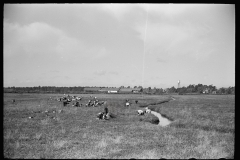 3168_Cranberry pickers in bog, Burlington County, New Jersey