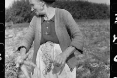 3172_Woman picking carrots, Camden County, New Jersey