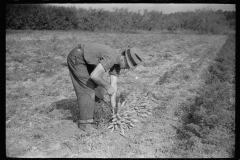 3173_Tying carrots in bunches, Camden County, New Jersey