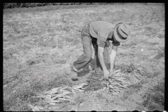 3174_Tying carrots in bunches, Camden County, New Jersey