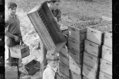 3176_Possibly child labour, cranberry picking , Burlington County, New Jersey