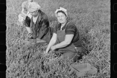 3177_Woman picking cranberries, Burlington County, New Jersey