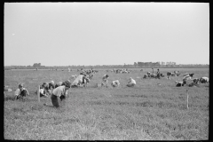 3178_Cranberry pickers, Burlington County, New Jersey