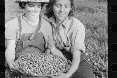 3179_Girls picking  cranberries, Burlington County, New Jersey