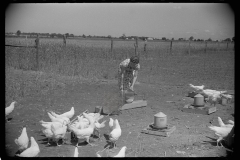 3236_Farmer's wife feeding chickens