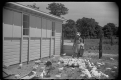 3238_Farmer's wife feeding chickens, Scioto Farms, Ohio