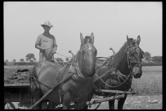 3244_Farmer  spreading manure