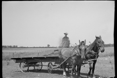 3249_Farmer transporting manure