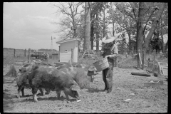 3250_Farmer feeding pigs , Scioto Farms, Ohio