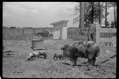 3251_Sow and piglets , Scioto Farms, Ohio