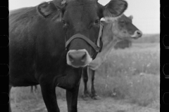 3257_Cows at  Farms cooperative, Indiana