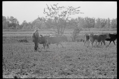 3299_Driving the cows to/ from pasture, Wabash Farms, Indiana