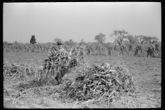 3315_Husking corn, Camden County, New Jersey