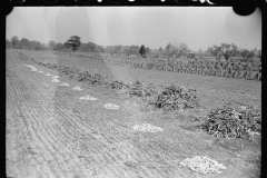 3318_3318_Corn husks, Camden County, New Jersey