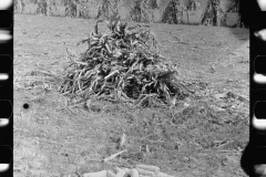 3319 Husks of corn , Camden County, New Jersey