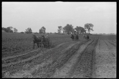 3345_Cultivating corn with two-row cultivator, central Ohio