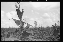 3416_Probably  tobacco crop  Irwinville Farms, Georgia