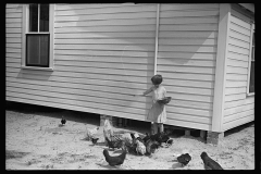 3421_  One of the Cole family feeding the chickens,  Irwinville Farms