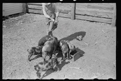 3427_ Feeding the pigs. Irwinville Farms, Georgia