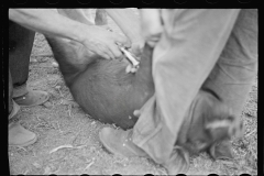 3436_Innoculating a hog  against cholera. Irwinville Farms, Georgia