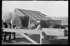 3457_ Miscellaneous animal in feeding trough, Republic County, Kansas