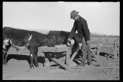 3458_Farmer feeding calves. Republic County, Kansas