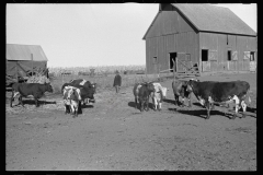 3459_Farmer with calves. Republic County, Kansas