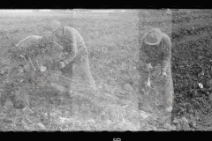 3502_Sugar beet harvest, Lincoln County, Nebraska