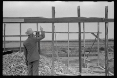 3504_Pile of harvested corn, building unknown temporary wooden structure, Kansas