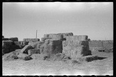 3509_Entrance to 'make do' privy amongst the hay bales