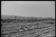 3709_ Children digging potatoes in community garden , Tygart Valley