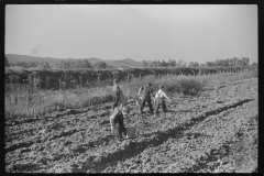 3713_Children digging potatoes community garden , Tygart Valley