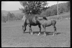 3723_ Mare and young colt , Tygart Valley, West Virginia