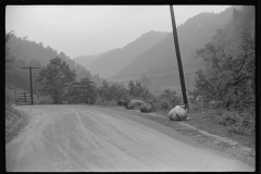 3831_Stray cattle ,  Mohegan, West Virginia