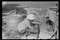 3921_Snapping peanuts, Roanoke Farms, North Carolina