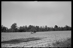 3926_Homesteader at Roanoke Farms, North Carolina