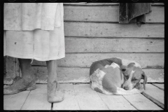 3935_Sharecropper and sharecropper's dog. North Carolina    exact  location not known