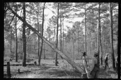 3945_ Land clearing on Roanoke Farms Project, North Carolina