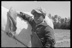 3953_Farm boy grooming horse, Guilford County, North Carolina