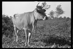 3959_  probably  Roanoke farms, Enfield, North Carolina