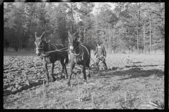 3984_Ploughing  with  mules ,Roanoke farms, Enfield, North Carolina