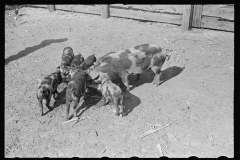 3986_Pigs feeding , Irwinville Farms , Georgia .