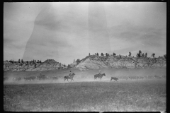 4064_Roping a calf, Montana