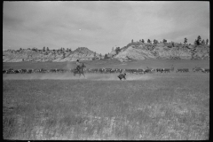 4065_Roping a calf, , Montana